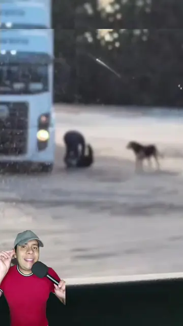 Tres perritos sin hogar esperaban a un camionero todos los días 🐶❤️🚛 #pet #dog