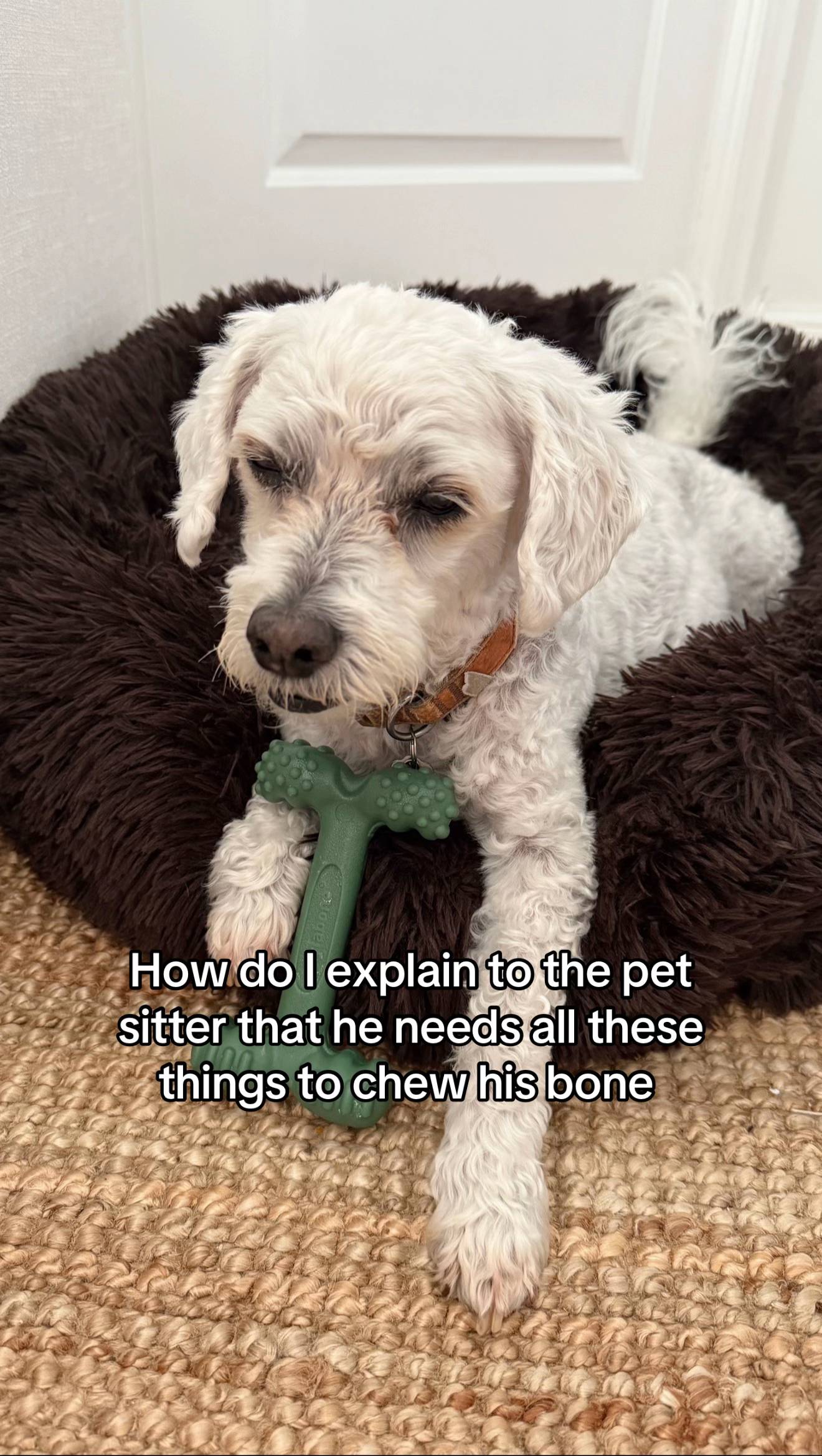 The answer is never #dogmom #pet #dogsoftiktok #dogmomlife #foryou 