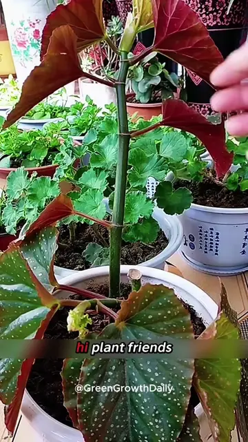 Get Fuller Begonias With One Simple Tip. begonias begonia care rex begonia wax b