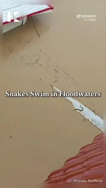 Snakes have been seen floating in floodwaters in Guangxi, China, after a breedin