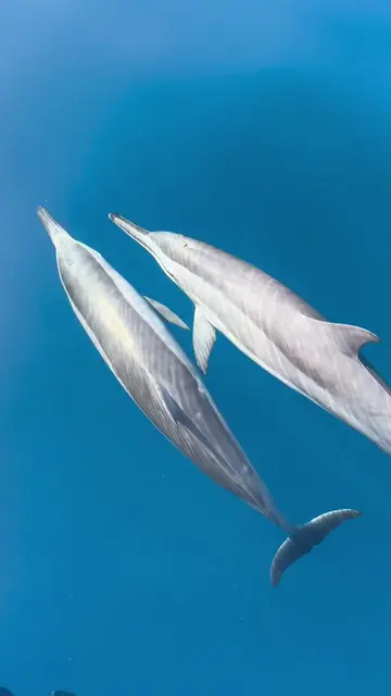 i can do this everyyyyyy day 🥹🐬 #bali #lovina #dolphins #balitips #travel 