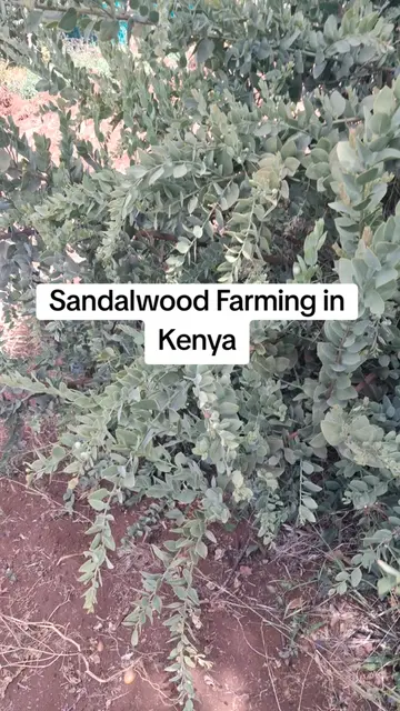 For decades, Kenya has invested heavily in crops like coffee and tea because the