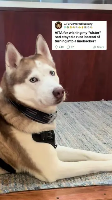 Science can’t explain this. #husky #huskies #dogs #dogsoftiktok #huskysaurusdex 