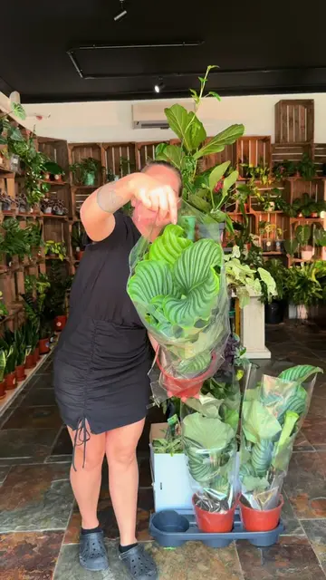 🌿 CALATHEA ORBIFOLIA – £25! The beautiful Round‑Leaf Calathea – loved for its e