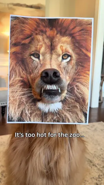 “We have a zoo at home” 