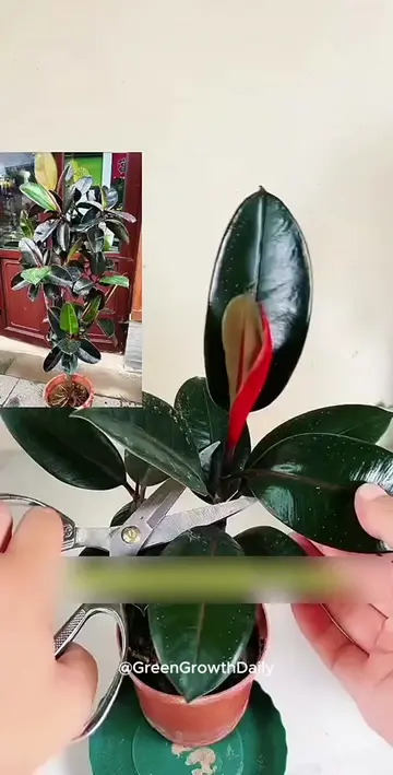 Why Your Rubber Tree Isn't Growing! rubber tree plant ficus elastica rubber plan