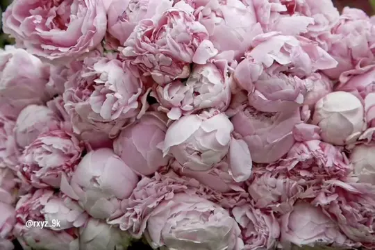 peonies🥹. #flowers #peonies #rxyz_9k 
