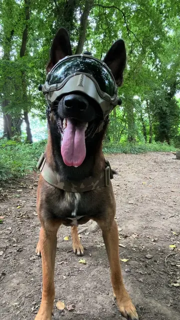 #belgianmalinois #barking #workingdog #dogsoftiktok #militarydog 
