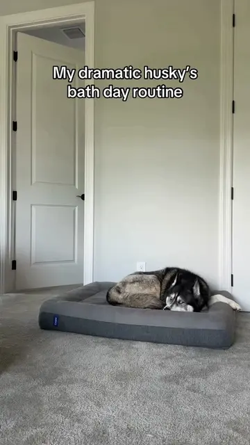 Someone tell Titan if he stops rolling in gross things he won’t have to keep doi