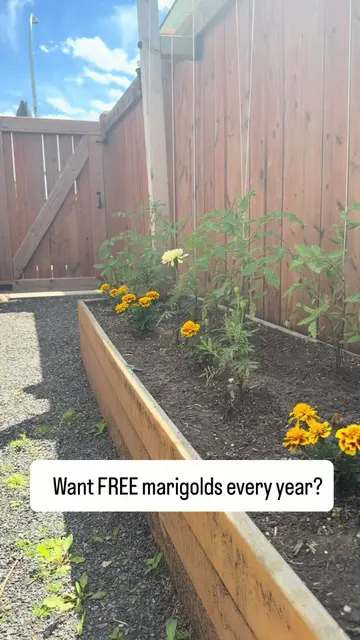🌼 Don’t toss your marigolds at the end of the season… they’re full of next year