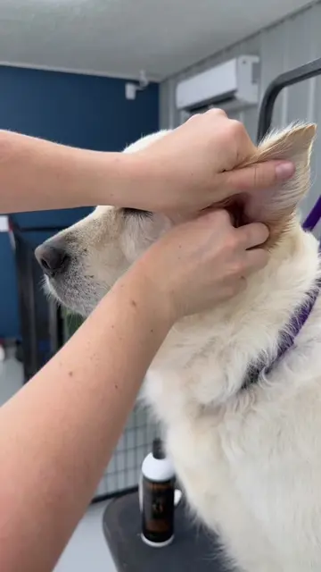 Such a beautiful girl! 🥹🐾 #goldenretriever #englishcreamgoldenretriever #doggr
