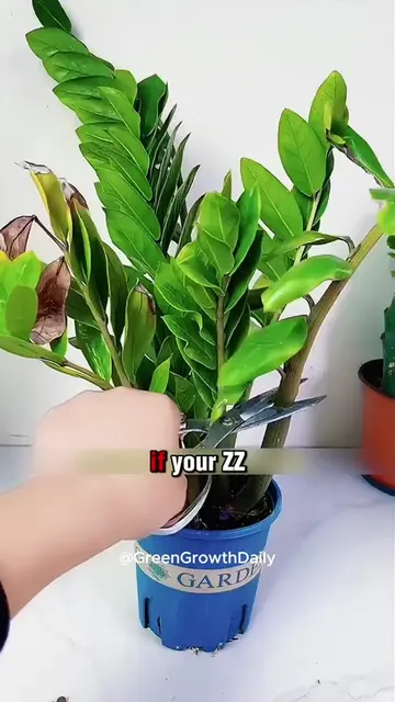 Why Everyone Is Buying a ZZ Plant in 2026! zz plant zamioculcas zamiifolia zz pl