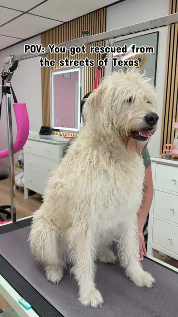 Goldie, you were just another stray… until someone gave you a chance 🥺💗🧼 #dog