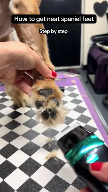 These fluffy spaniel feet needed a little tidy! 🐾✂️ A paw trim isn’t just about