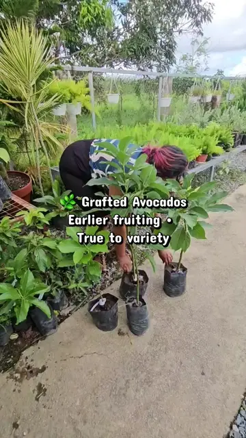 🥑 Growing your own avocados starts here! We're packing another order of grafted