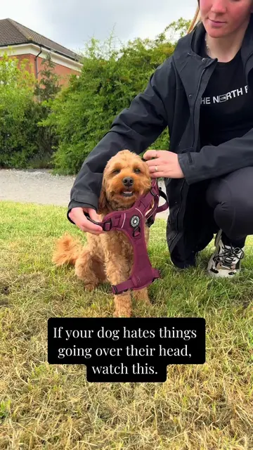 No over-the-head 🐶 For the most perfect, stress-free walkies 🐾 🙌 Our Trail & 