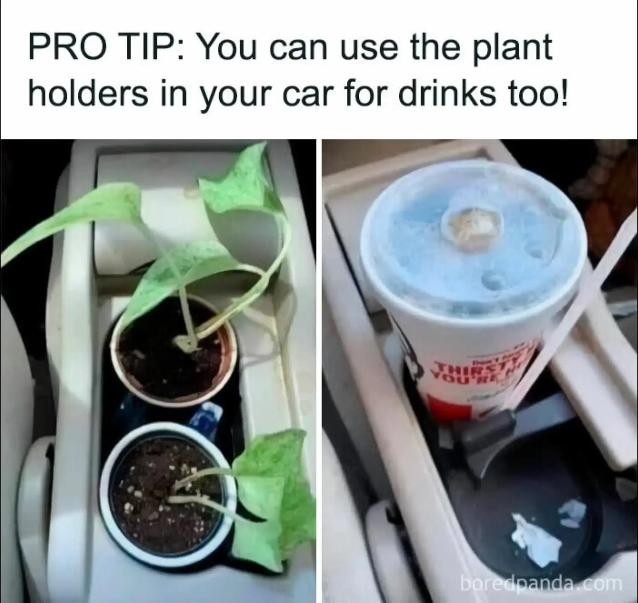 Don't say I never told you anything good 🫣🤣🪴🛒 #PlantTok #plants #plantsoftik