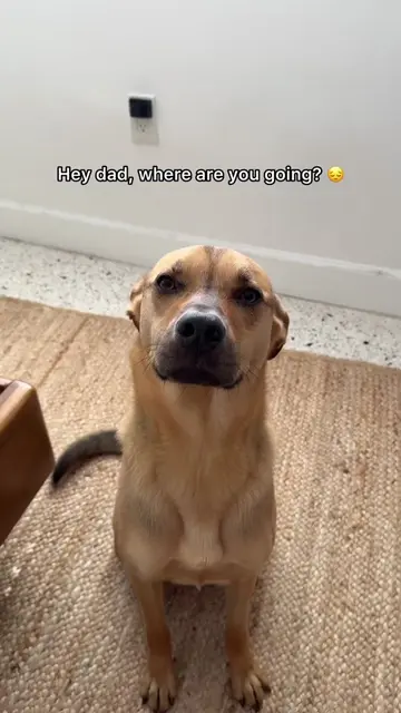 This is your sign to take your dog with you….if you can!! 