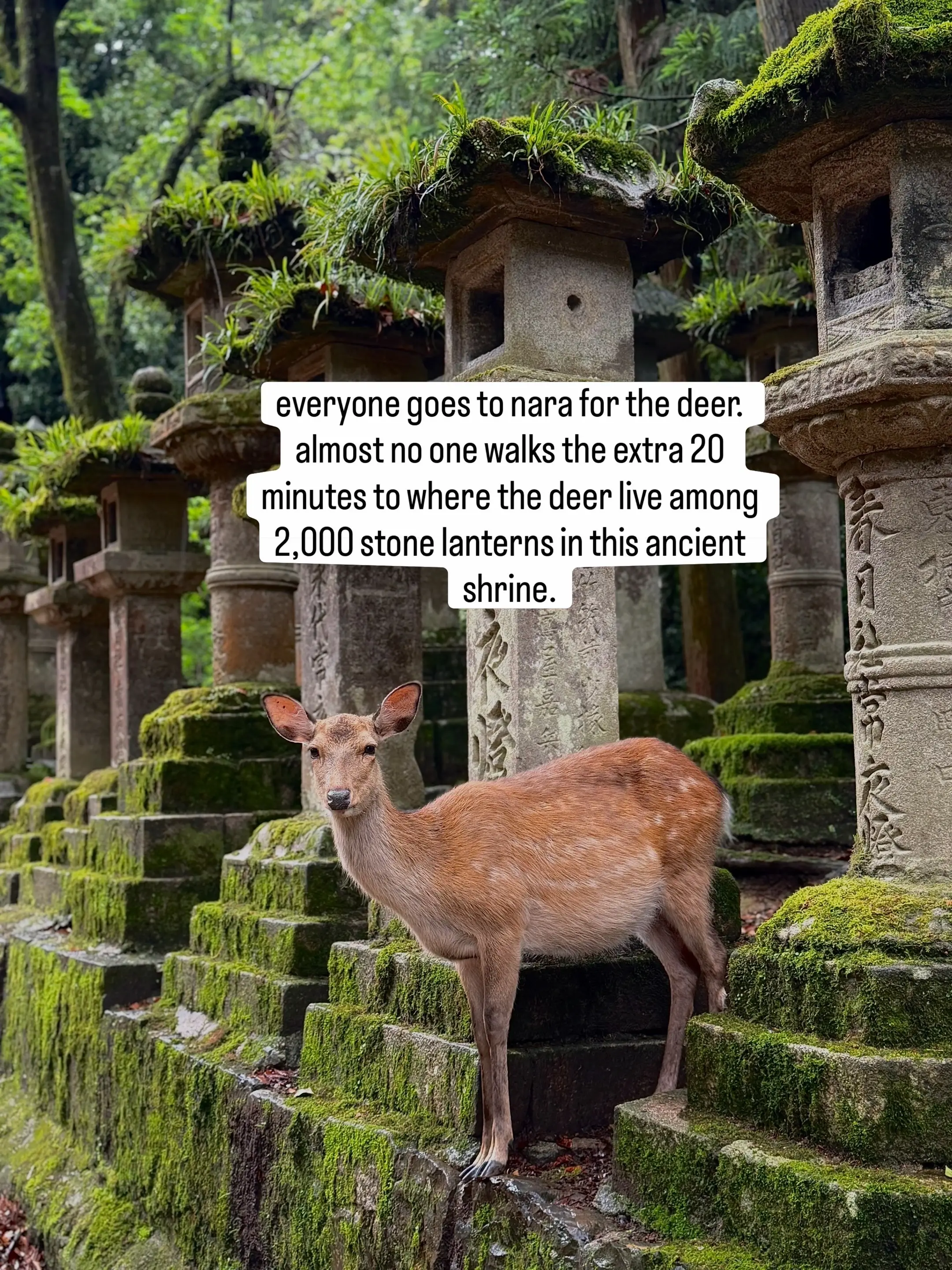 Everyone goes to Nara for the deer. Almost no one keeps walking the extra 20 min