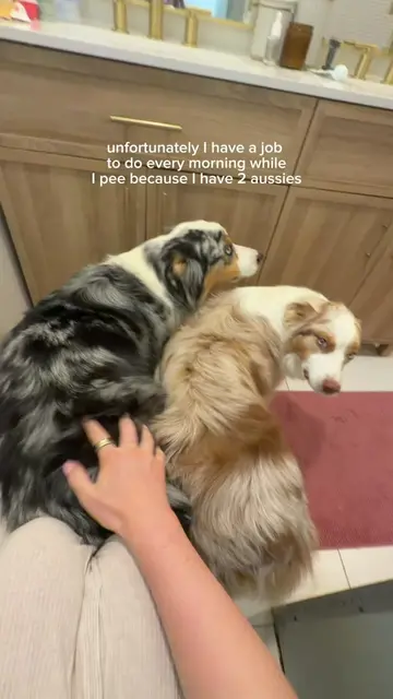 Clock in to petting duty the second my eyes open 🫡  #dogmom #aussies #twodogsar