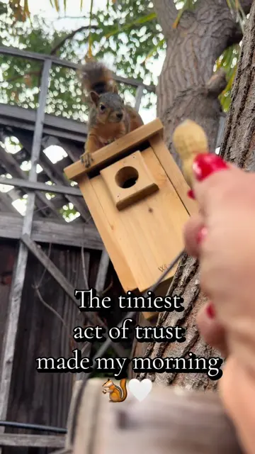 Every morning, this sweet little squirrel visits the feeders in my garden while 