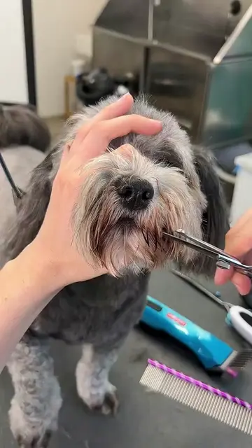 Dog grooming  #dogrooming #pet #dog 