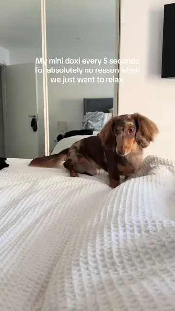 He just never stops leaping 🥲 #miniaturedachshund #dogsoftiktok #dogtok #fyp 