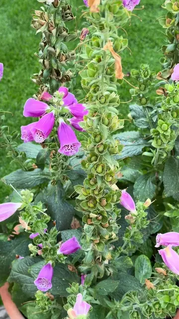 Collecting & Sowing Foxglove Seed 🌸 Please do watch and listen along 👍 Please 