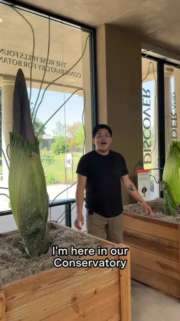 When will our Corpse Flowers bloom? 🌱 While there's no way to predict the exact