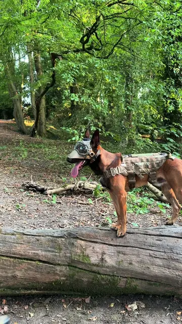 Here’s some things to know about the Belgian Malinois before getting one.  • • #