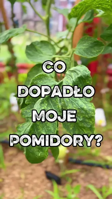 #wspolpraca dla Sumin Żółte liście nie zawsze oznaczają zarazę ziemniaczaną. Po 