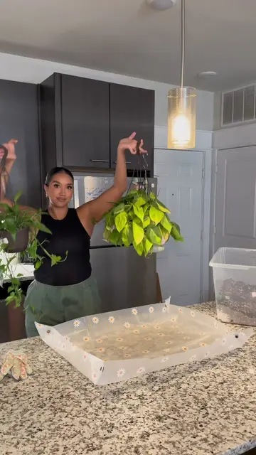 We love new plant day!! 🤩🪴✨ Here’s my routine after bringing home big box stor