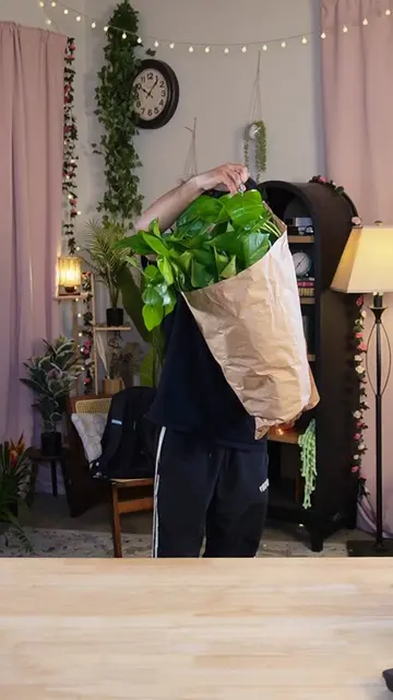 Did someone say big plants 👀 🪴 #PlantTok #plantsoftiktok #live #ttshop #plants