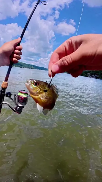 Should I try this out again? #fishing #fish #foodchainchallenge 