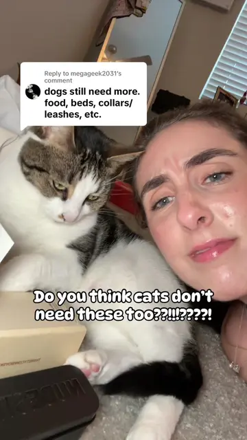 Replying to @megageek2031 cats need toys, beds, SCRATCHERS, collars and leashes 
