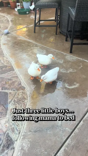 Today, my three cute little ducks flew out of their enclosure the moment I turne