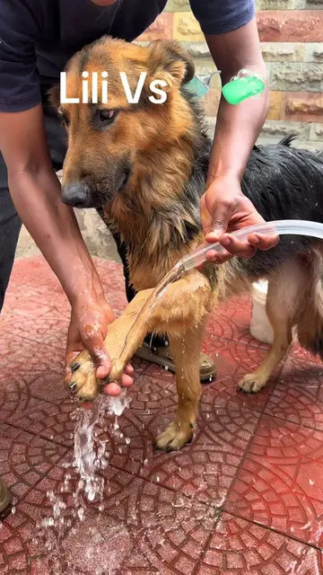Lili really said, “Turn the water on already.” 🛁🐶💙 Bath time is her favorite 