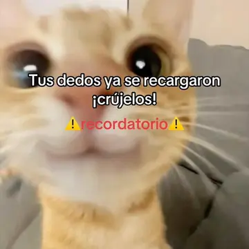 #gatos #gatosgraciosos #recordatorio #dedos #crujir 