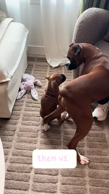 I still feel like nora is so little & then I look at old videos😭🥹🤍 #dogsister