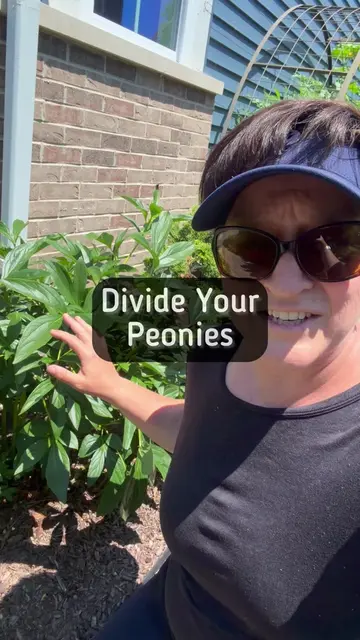 Dividing peonies is so easy! You just need to cut a chunk of the roots that has 