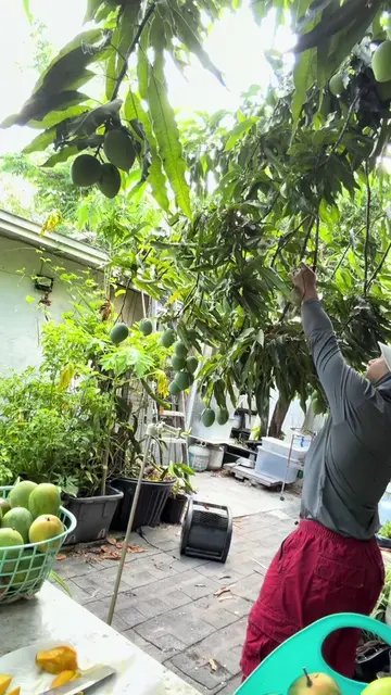 Oops! 🥭🙊 #mango #momandson #funny #gardening 