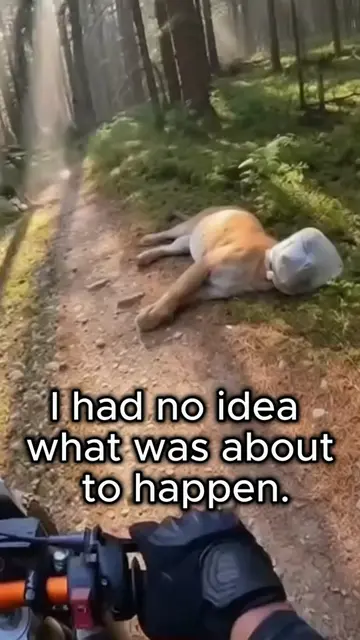 A Cougar Was Trapped in the Forest... Then Another Appeared #animallover #animal