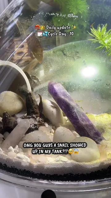 Where is he coming from?!? Could it be coming from the live plants??👀🌱🧐 It lo