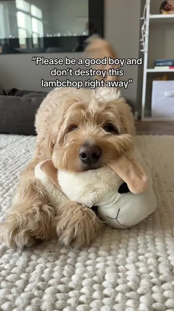 So much for being hopeful 🤦🏻‍♀️ #doglife #dogsoftiktok #doggo 