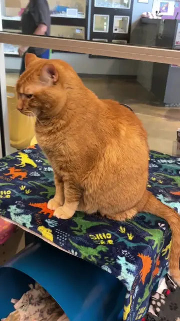 🚨 ADOPTION EVENT for shelter kitties 1 year or older, both today and tomorrow❗️