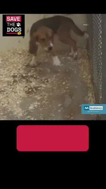 Just another routine experiment. Just another young, frightened dog in clear dis
