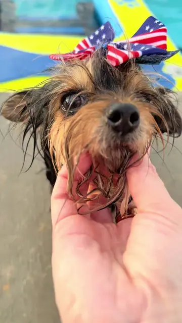 Just a parade of soggy little Yorkies. 😂💙 Before anyone comments… 😊 Their swi