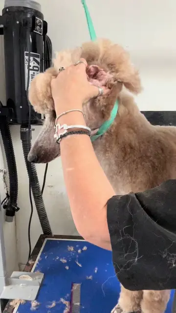 #doggroomer #earcleaning #earwax #plucking #pethairremoval 