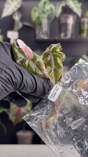 Not every tissue culture fits the same setup. This Pink Nobilis was already too 