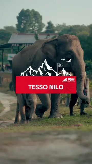 Setiap jejak gajah di Tesso Nilo adalah pengingat bahwa alam masih memiliki kehi
